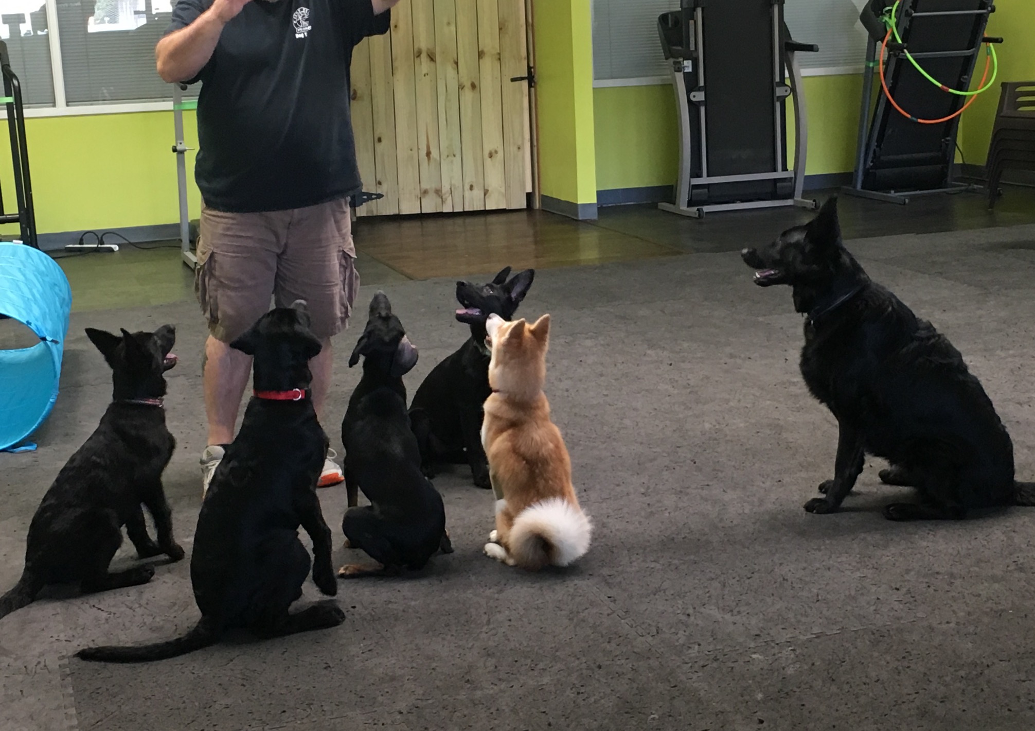 Dogs In Obedience Training